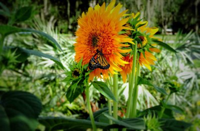 Butterfly on Flower